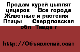 Продам курей цыплят,цицарок. - Все города Животные и растения » Птицы   . Свердловская обл.,Тавда г.